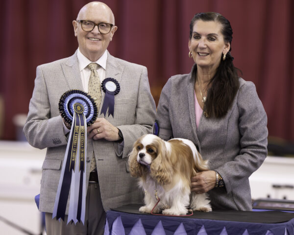 Best Veteran In Show